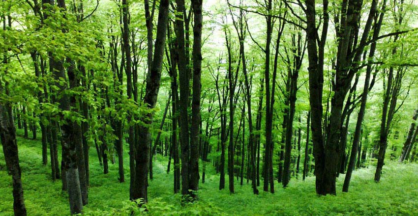 تور های بهار 1404